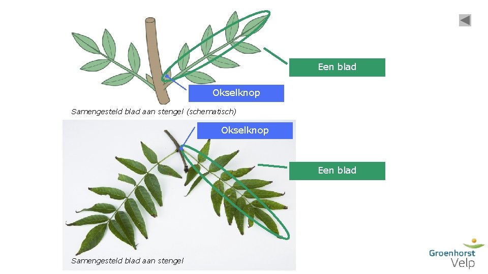 Een blad Okselknop Samengesteld blad aan stengel (schematisch) Okselknop Een blad Samengesteld blad aan