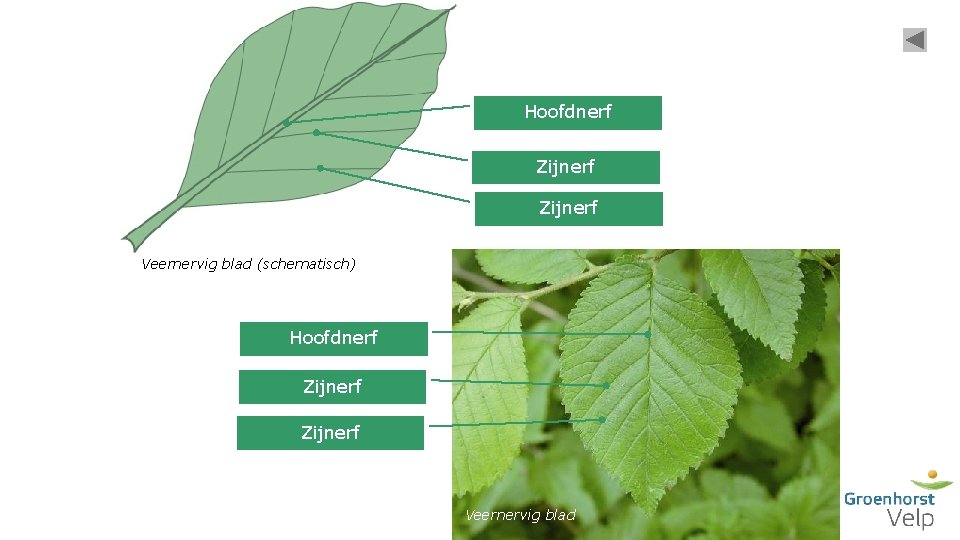 Hoofdnerf Zijnerf Veernervig blad (schematisch) Hoofdnerf Zijnerf Veernervig blad 