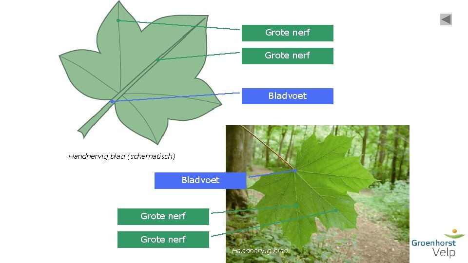 Grote nerf Bladvoet Handnervig blad (schematisch) Bladvoet Grote nerf Handnervig blad 