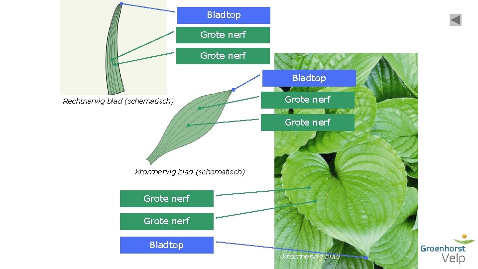 Bladtop Grote nerf Bladtop Rechtnervig blad (schematisch) Grote nerf Kromnervig blad (schematisch) Grote nerf