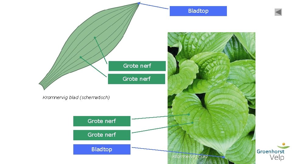Bladtop Grote nerf Kromnervig blad (schematisch) Grote nerf Bladtop Kromnervig blad 