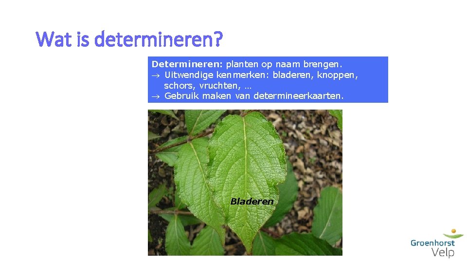 Wat is determineren? Determineren: planten op naam brengen. Uitwendige kenmerken: bladeren, knoppen, schors, vruchten,