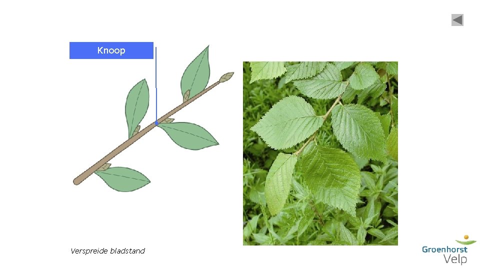 Knoop Verspreide bladstand 