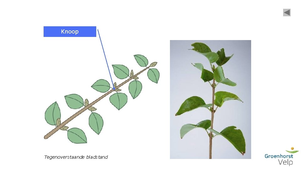 Knoop Tegenoverstaande bladstand 