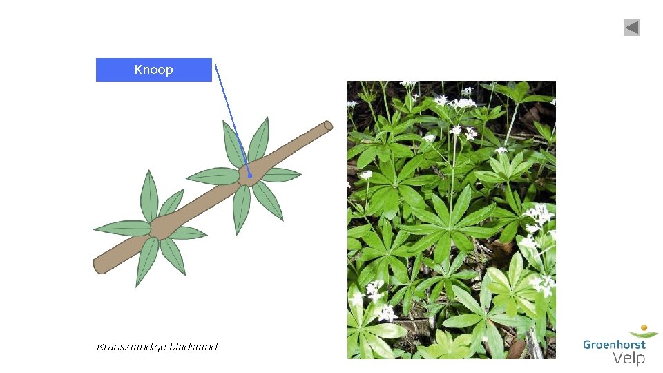 Knoop Kransstandige bladstand 