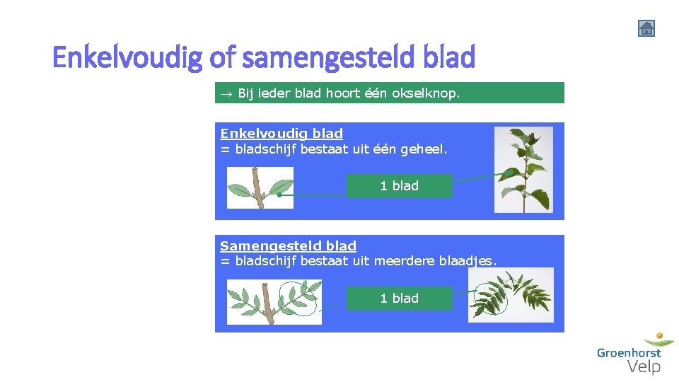 Enkelvoudig of samengesteld blad Bij ieder blad hoort één okselknop. Enkelvoudig blad = bladschijf