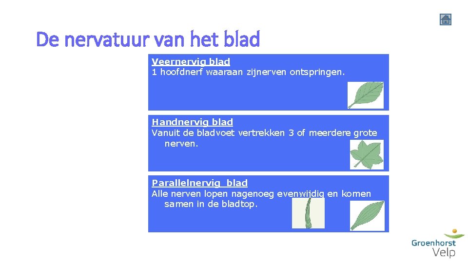 De nervatuur van het blad Determineren Veernervig blad 1 hoofdnerf waaraan zijnerven ontspringen. Verscheidenheid