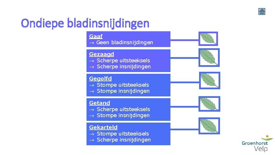 Ondiepe bladinsnijdingen Determineren Verscheidenheid bladeren Enkelvoudig of samengesteld blad Nervatuur Ondiepe bladinsnijdingen Diepe bladinsnijdingen