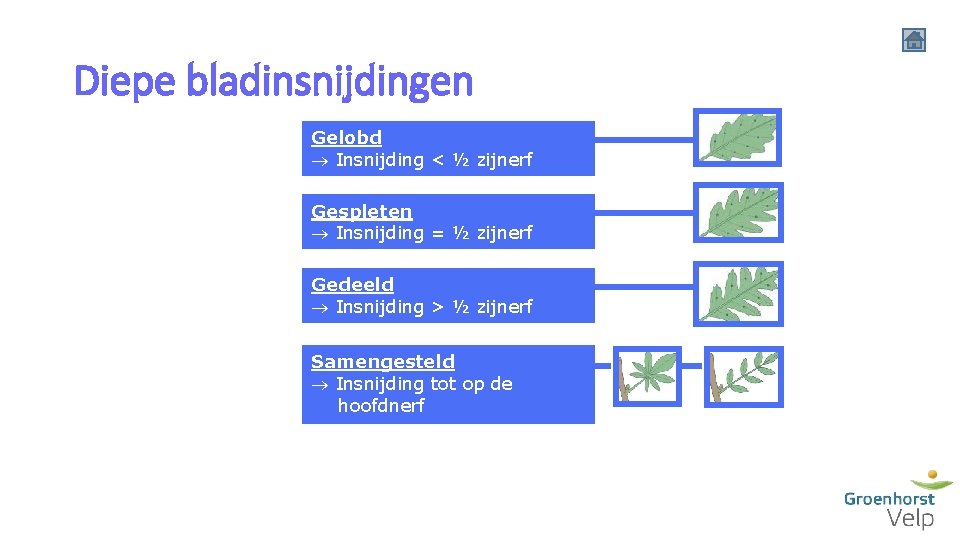 Diepe bladinsnijdingen Determineren Verscheidenheid bladeren Enkelvoudig of samengesteld blad Nervatuur Ondiepe bladinsnijdingen Diepe bladinsnijdingen