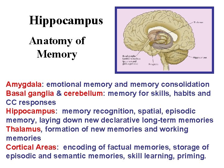 Hippocampus Anatomy of Memory Amygdala: emotional memory and memory consolidation Basal ganglia & cerebellum: