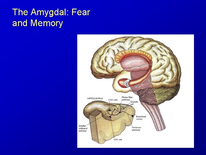 The Amygdal: Fear and Memory 