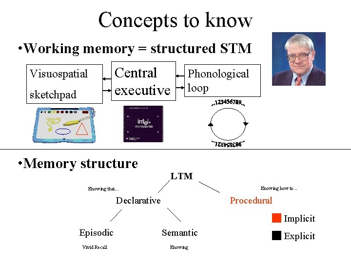 Concepts to know • Working memory = structured STM Central executive Visuospatial sketchpad •