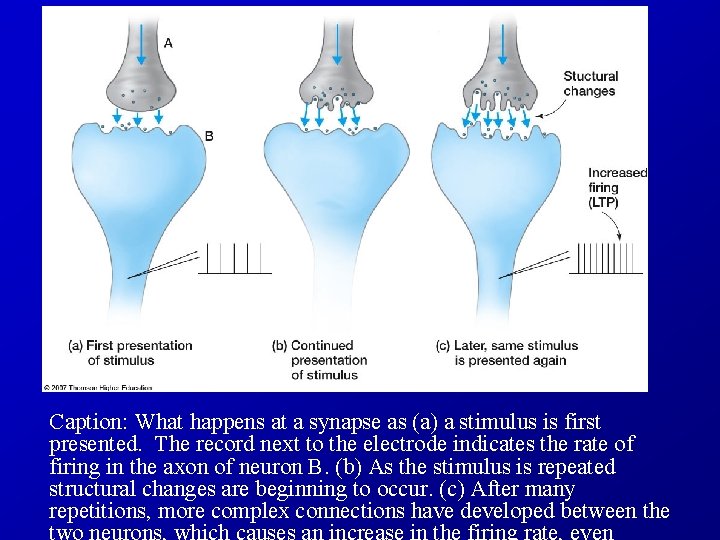 Caption: What happens at a synapse as (a) a stimulus is first presented. The