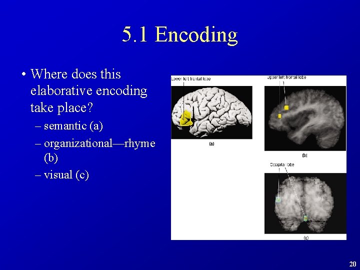 5. 1 Encoding • Where does this elaborative encoding take place? – semantic (a)