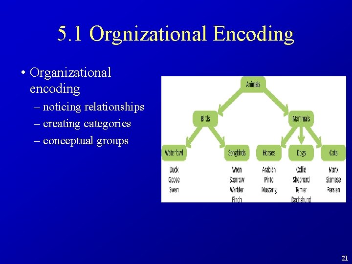 5. 1 Orgnizational Encoding • Organizational encoding – noticing relationships – creating categories –