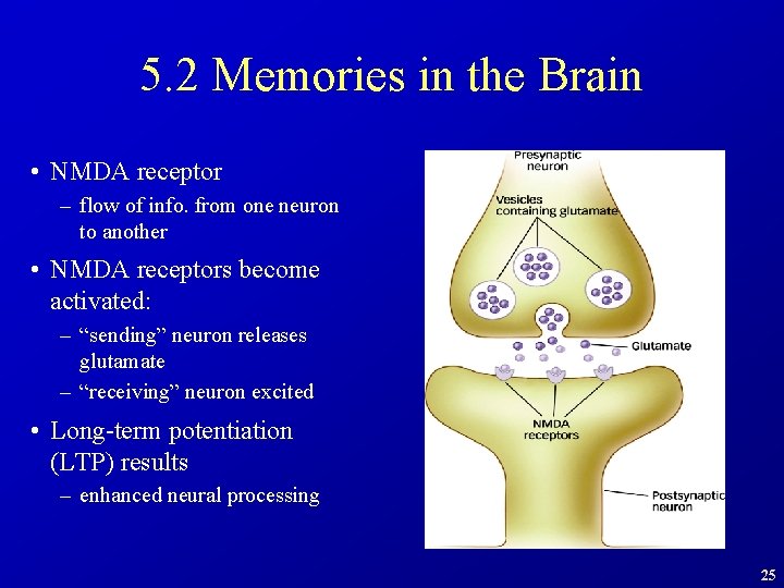 5. 2 Memories in the Brain • NMDA receptor – flow of info. from