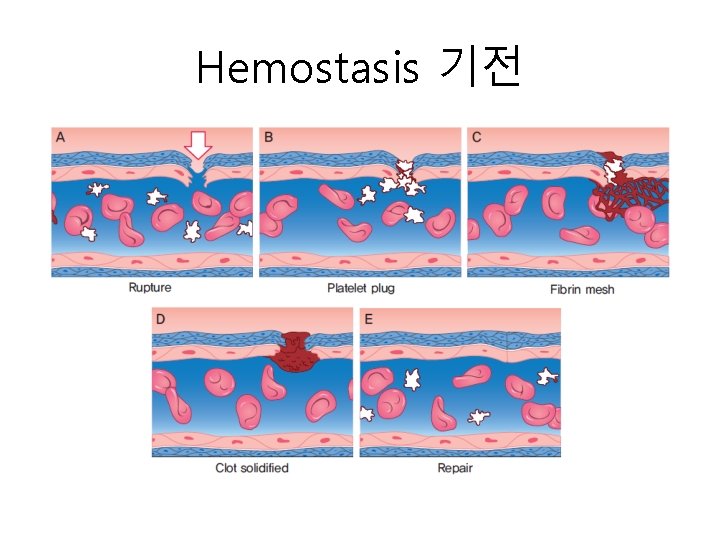 Hemostasis 기전 
