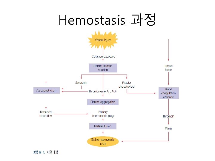 Hemostasis 과정 