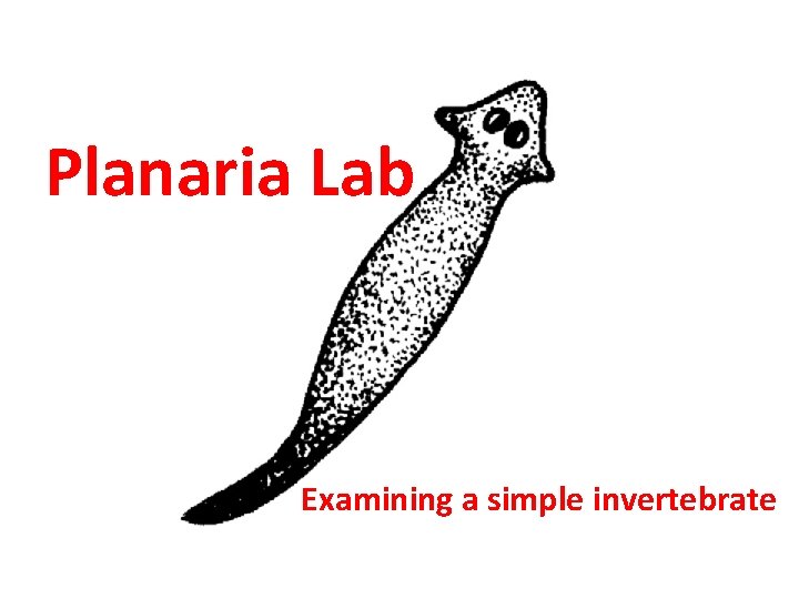 Planaria Lab Examining a simple invertebrate 