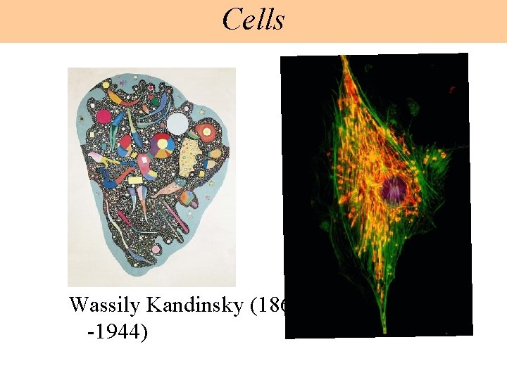 Cells Wassily Kandinsky (1866 -1944) 