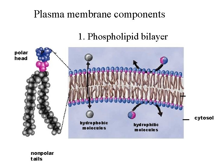 Plasma membrane components 1. Phospholipid bilayer polar head P – hydrophobic molecules nonpolar tails