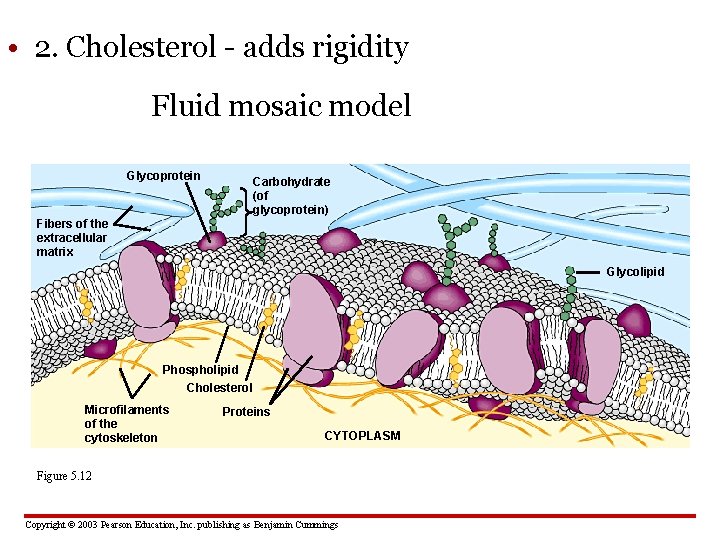  • 2. Cholesterol - adds rigidity Fluid mosaic model Glycoprotein Carbohydrate (of glycoprotein)