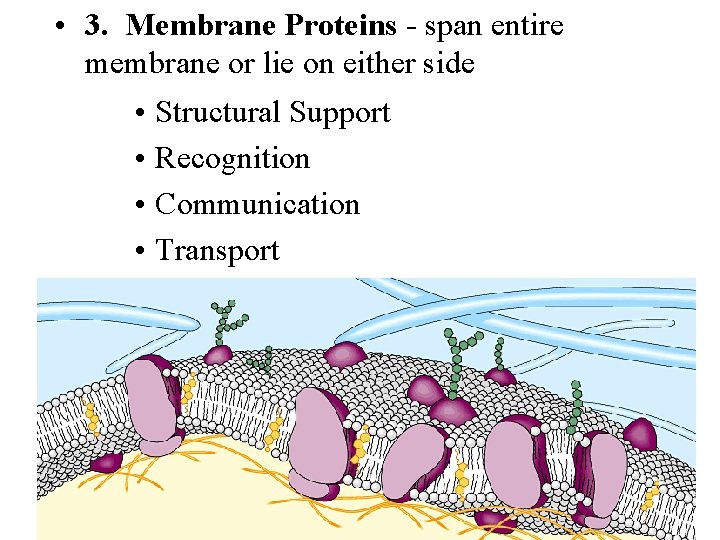  • 3. Membrane Proteins - span entire membrane or lie on either side