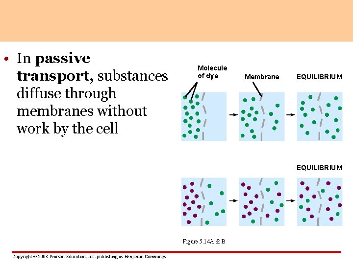  • In passive transport, substances diffuse through membranes without work by the cell