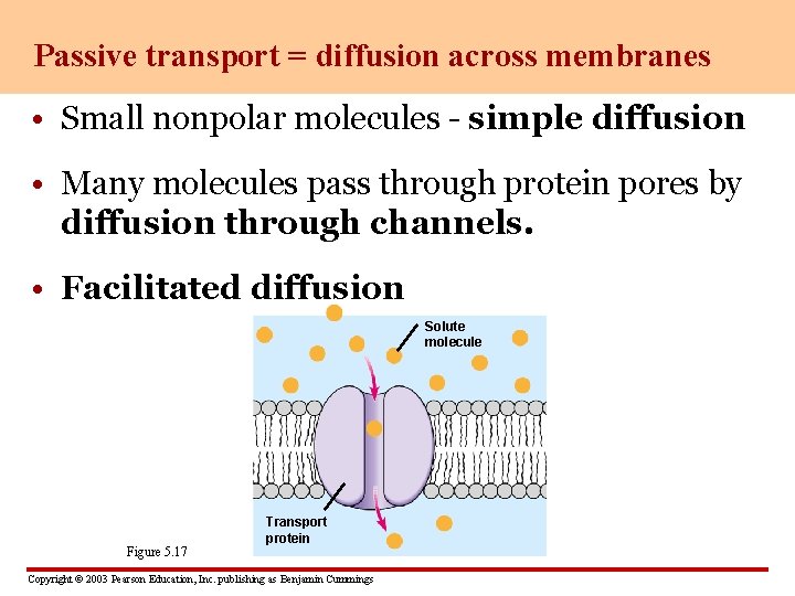 Passive transport = diffusion across membranes • Small nonpolar molecules - simple diffusion •