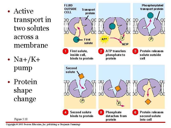  • Active transport in two solutes across a membrane FLUID OUTSIDE CELL Transport