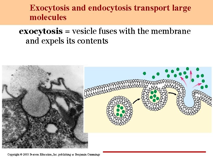 Exocytosis and endocytosis transport large molecules exocytosis = vesicle fuses with the membrane and