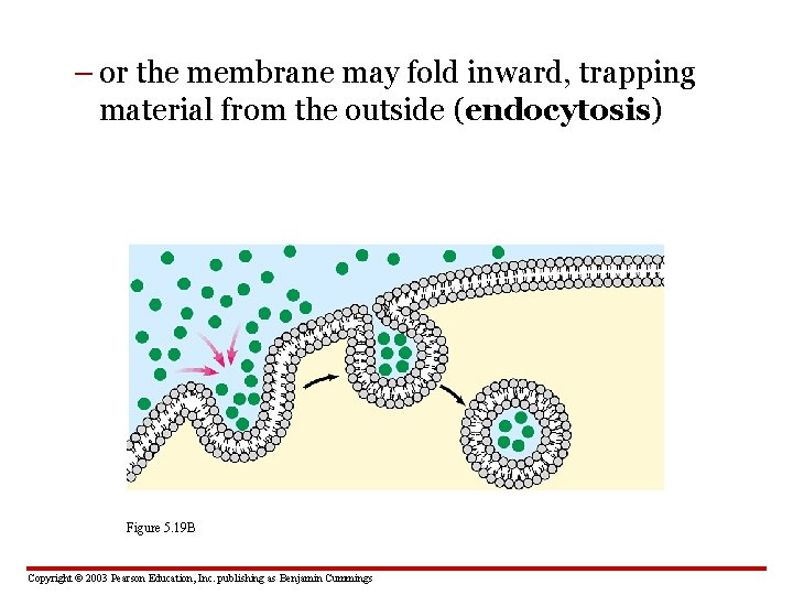 – or the membrane may fold inward, trapping material from the outside (endocytosis) Figure