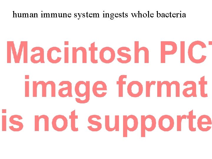 human immune system ingests whole bacteria 