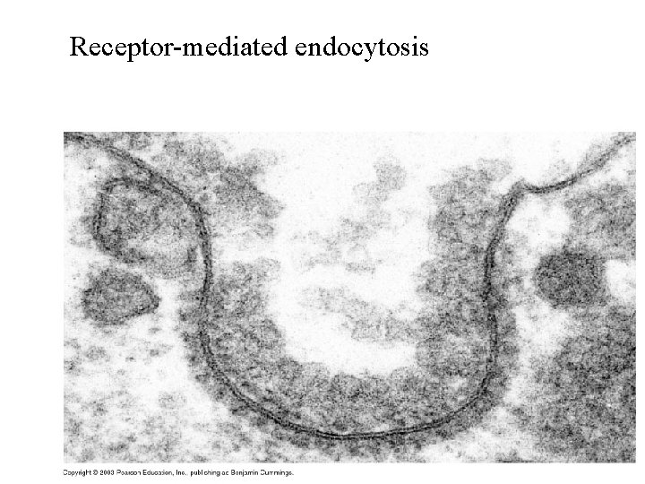 Receptor-mediated endocytosis 