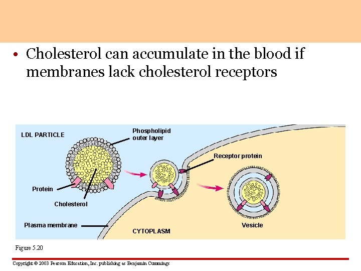  • Cholesterol can accumulate in the blood if membranes lack cholesterol receptors LDL