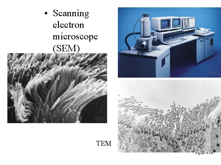  • Scanning electron microscope (SEM) TEM Figure 4. 1 B 