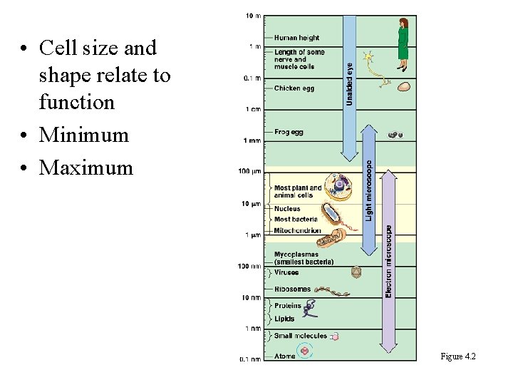  • Cell size and shape relate to function • Minimum • Maximum Figure