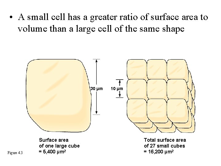  • A small cell has a greater ratio of surface area to volume