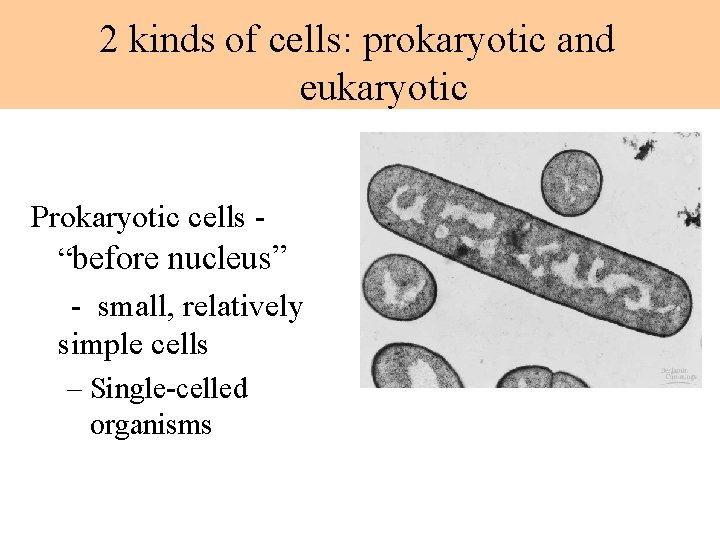 2 kinds of cells: prokaryotic and eukaryotic Prokaryotic cells “before nucleus” - small, relatively