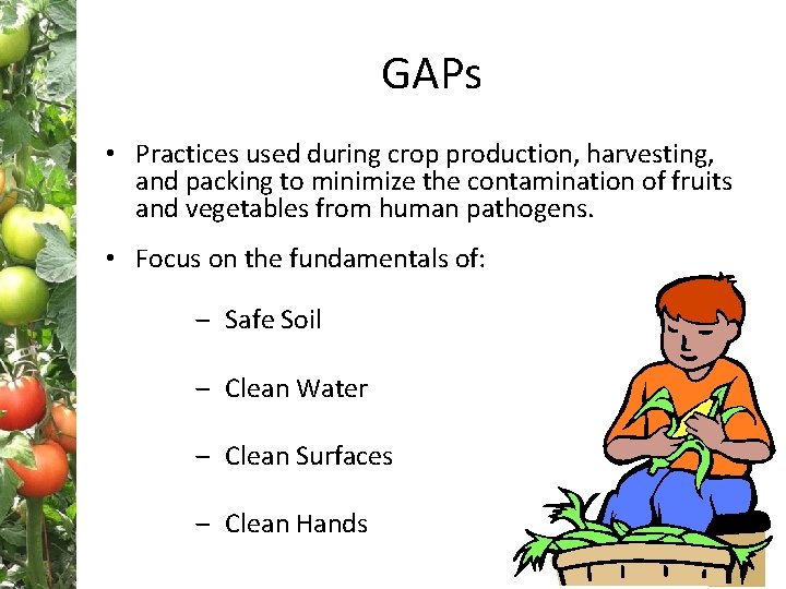 GAPs • Practices used during crop production, harvesting, and packing to minimize the contamination