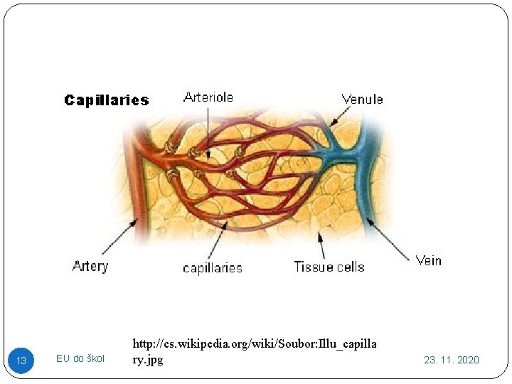 13 EU do škol http: //cs. wikipedia. org/wiki/Soubor: Illu_capilla ry. jpg 23. 11. 2020