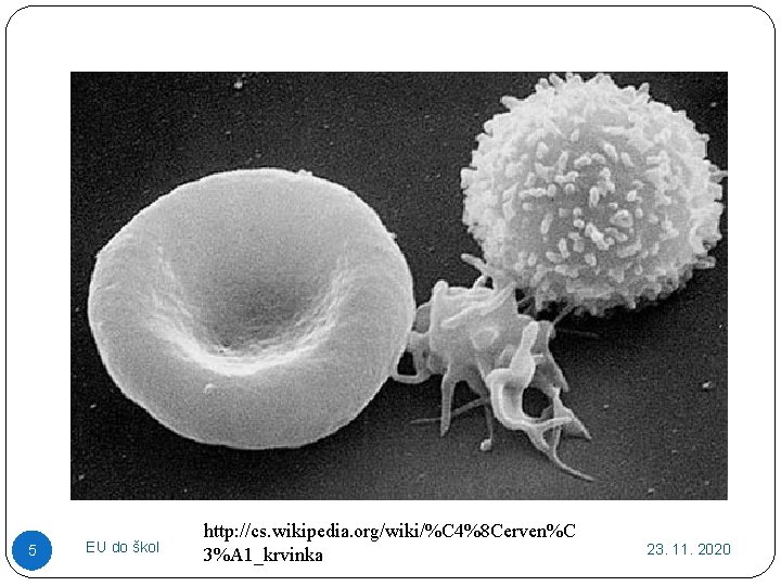 5 EU do škol http: //cs. wikipedia. org/wiki/%C 4%8 Cerven%C 3%A 1_krvinka 23. 11.