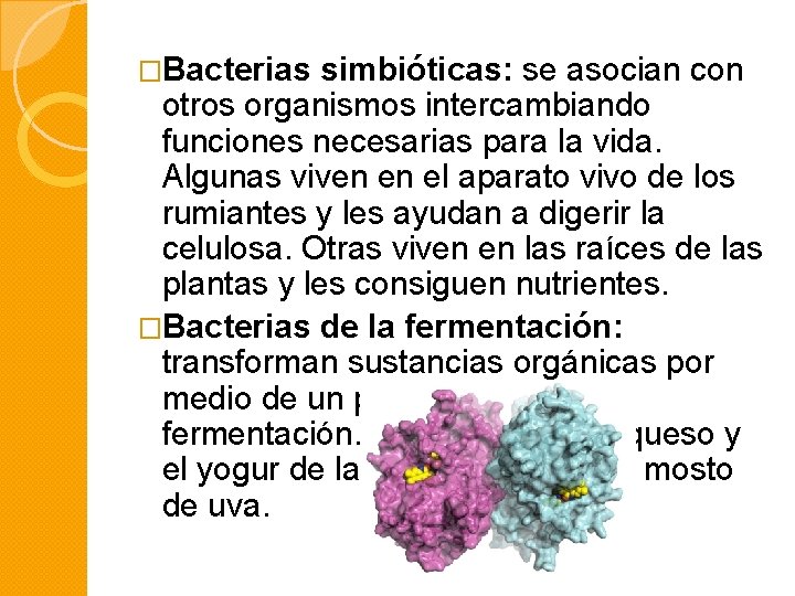 �Bacterias simbióticas: se asocian con otros organismos intercambiando funciones necesarias para la vida. Algunas