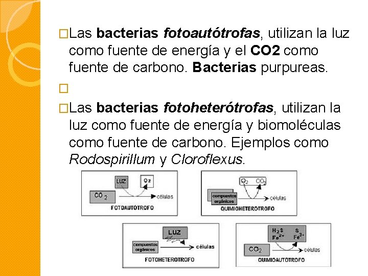 �Las bacterias fotoautótrofas, utilizan la luz como fuente de energía y el CO 2