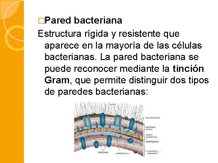 �Pared bacteriana Estructura rígida y resistente que aparece en la mayoría de las células