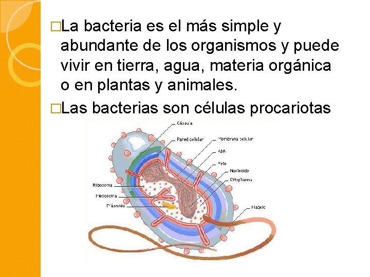 �La bacteria es el más simple y abundante de los organismos y puede vivir