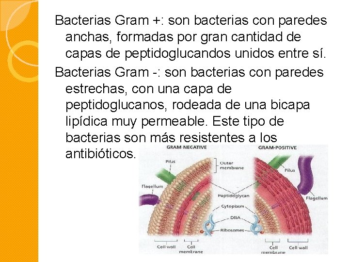 Bacterias Gram +: son bacterias con paredes anchas, formadas por gran cantidad de capas
