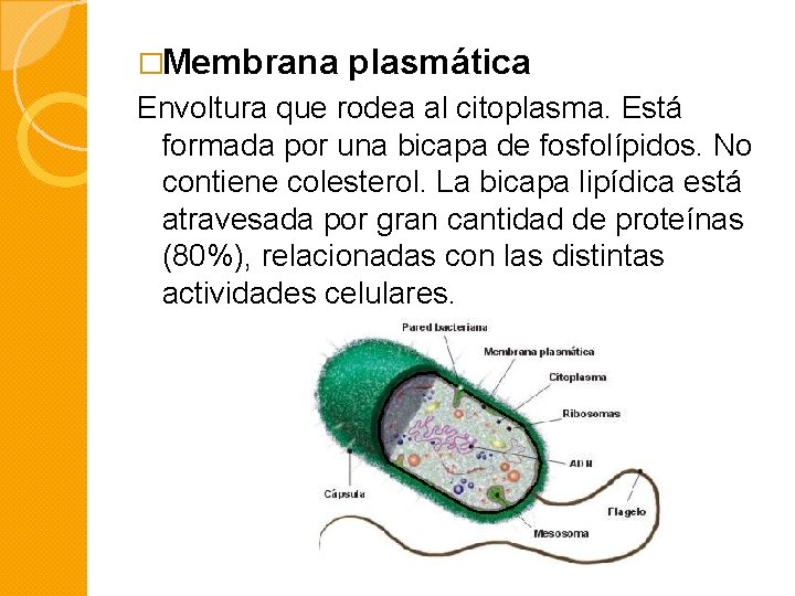 �Membrana plasmática Envoltura que rodea al citoplasma. Está formada por una bicapa de fosfolípidos.