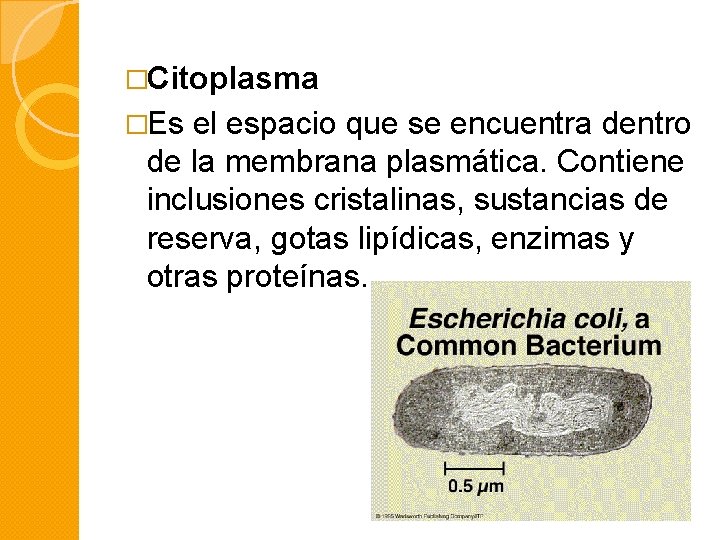 �Citoplasma �Es el espacio que se encuentra dentro de la membrana plasmática. Contiene inclusiones