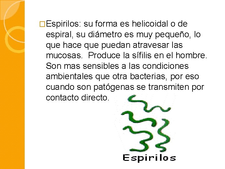 �Espirilos: su forma es helicoidal o de espiral, su diámetro es muy pequeño, lo